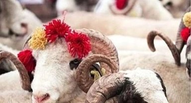 2025 Kurban Hizmetleri Tebliği yayımlandı