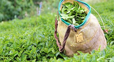 2025 yaş çay alım fiyatı açıklandı