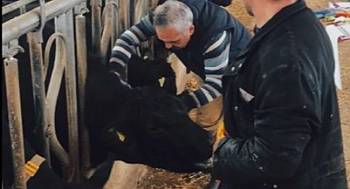 26 ilde hayvan sağlığı seferberliği... Aşılama ve hastalık taramaları sürüyor