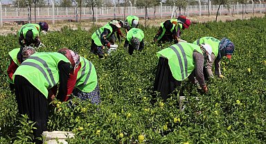 Binlerce yıllık Ata tohumları Karatay'da hayat buluyor