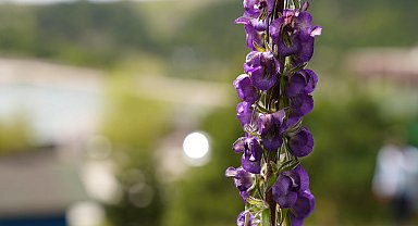 Bursa Gürsu'nun özel bitkisi mor çiçeklerini açtı! Fotoğraf tutkunlarının ilgi odağı