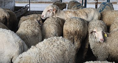 Bursa Nilüfer Kurban Bayramı'na hazır