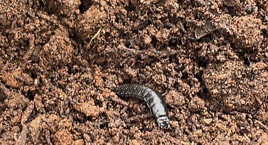 Bursa'da çamkese böceğine karşı biyolojik mücadele