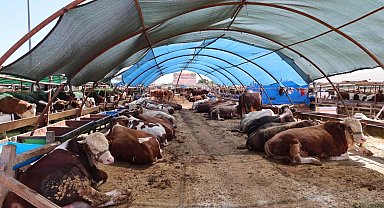 Büyükşehir kurban satış noktalarını ilaçlıyor