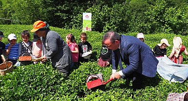 Çay hasadında çocuklarla gelenek bozulmadı