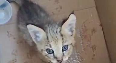 Cizre'de yavru saz kedisi koruma altında