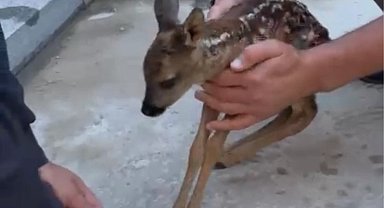 Düzce'de yavru karaca için kurtarma operasyonu