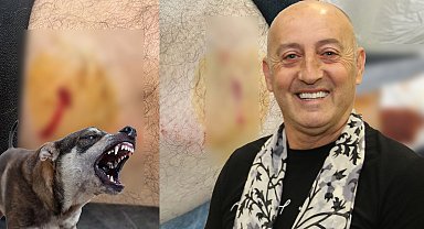 Gemlik Karacaali Muhtarı'na sokak köpeklerinden saldırı!