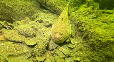 Gemlik Körfezi'nde dalgıçlardan dip temizliği