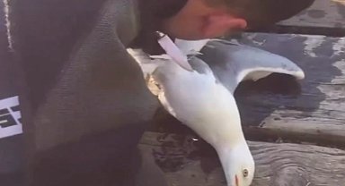 İstanbul İtfaiyesi Bakırköy'de martı kurtardı