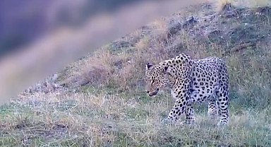 İşte 'Anadolu Parsı'nın yeni görüntüsü...