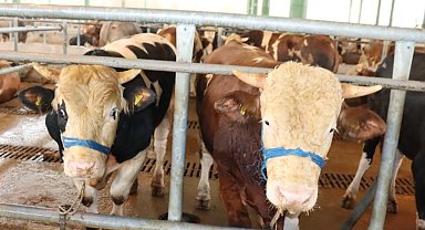 İzmit'te kurbanlık satışları başladı