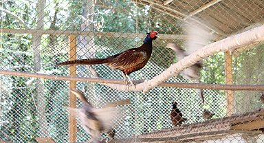 Kahverengi kokarcaya karşı sülün desteği