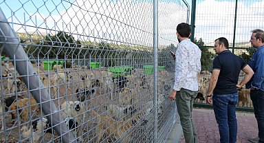 Konya Meram sahipsiz hayvan doğal yaşam alanı Türkiye'ye örnek oldu