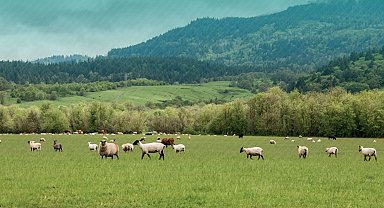 Küçükbaş hayvancılığa 3,8 milyar TL destek hesaplarda