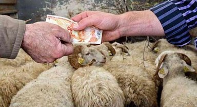 Kurbanlıklar yüzde 25 arttı... TZOB'a göre 147 milyar TL'lik ekonomik hareket bekleniyor