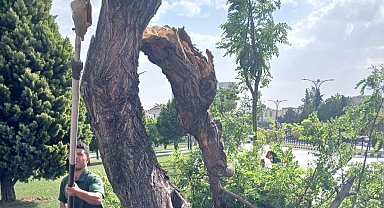 Manisa'da fırtınanın zarar verdiği ağaçlar kaldırıldı