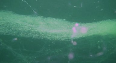 Marmara'da müsilaj alarmı! Bulut kümeleri denizi sardı