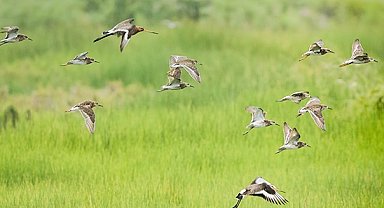 Mileyha Kuş Cenneti için SİT hazırlığı