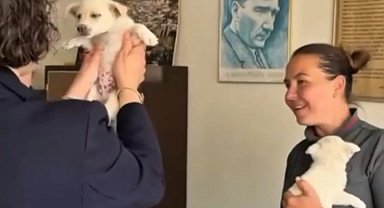 Mudanya Belediyesi evcil hayvanları sahiplendiriyor