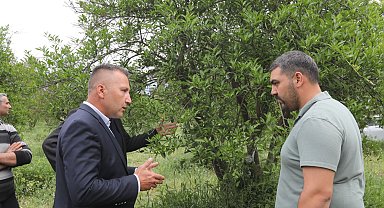 Muğla'da zirai donun yaraları sarıldı