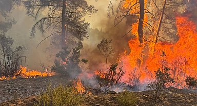 OGM'den kritik uyarı! Sıcaklık arttı 6 ilde ormanlara giriş yasaklandı!