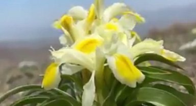 Peşmen Nevruzu Malatya'da çiçek açtı! Koparılırsa 557 bin 212 TL cezası var!