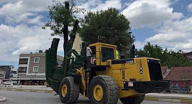 Sakarya sökülen her ağaç başka alanda yaşatılıyor