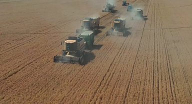 Şanlıurfa Ceylanpınar'da yılın ilk hasadı