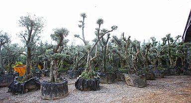 Tohumdan üretimle Karabağlar'da yeşil alanlar hayat buluyor
