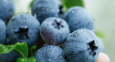 Yaban Mersini üreticileri için Bursa'da tek çatıda... Uludağ Blueberry Birliği kuruldu