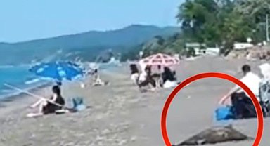 Akçakoca sahilinde ölü yunus skandalı! Günlerdir kaldırılmadı...