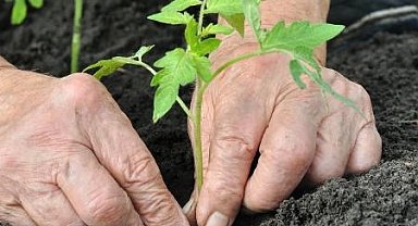 Alzheimer'da bahçeyle uğraşmak hastalığı yavaşlatabilir