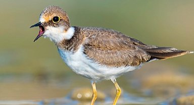 Antalya Boğaçayı'nda 220 kuş türü gözlemlendi