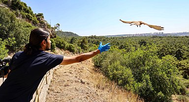 Antalya'da tedavisi tamamlanan kerkenezler doğaya salındı