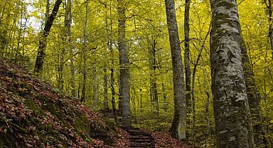 Bolu ormanlarına girişler 30 Eylül'e kadar yasaklandı!