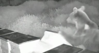 Düzce'de arı kovanlarına ayı saldırısı! Kovanları parçaladı, balları yedi!