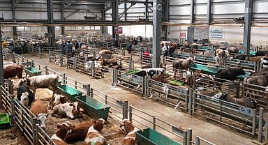 Erzurum'da Doğu Anadolu Canlı Hayvan Borsası'na büyük ilgi