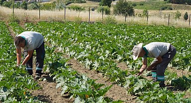 İstanbul Beylikdüzü'nde yaşam bahçesinde hasat zamanı