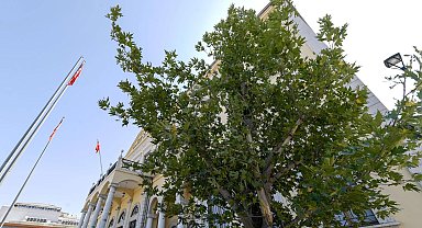 İzmir'in yeni sembolü olacak... Konak'a 'Doğu Çınarı' dikildi