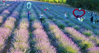 İzmit Belediyesi Lavanta Şenliği'ne yoğun ilgi