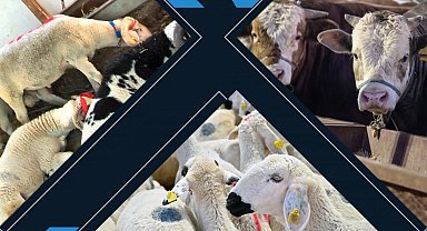 Kalan kurbanlıkları ESK alacak