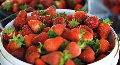 Kocaeli'de çilekte kaliteli hasat Akçat'ta başladı... Verimli ilk hasat başladı