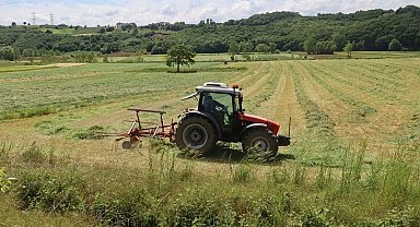Kocaeli'de 'süt otu' hasadı başladı