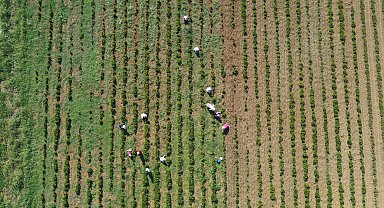 Kocaeli'de tıbbi ve aromatik bitkiler hasada hazırlanıyor