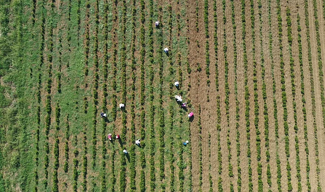 Kocaeli'de tıbbi ve aromatik bitkiler hasada hazırlanıyor