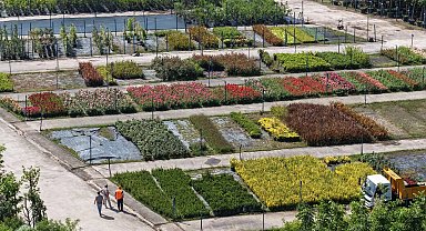 Kocaeli'yi yeşillendiren fidanlık