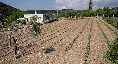 Kurbanlık hayvanların atıkları Bornova'da toprağa can oluyor