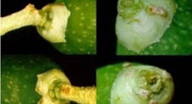 Mudanya'da zeytin güvesi ilaçlaması başladı