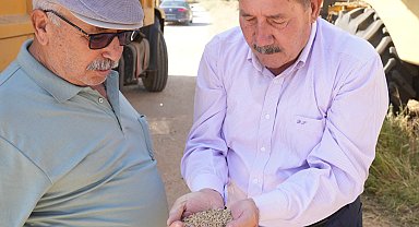 Muğla Milas Belediyesi karakılçık buğday hasadı gerçekleştirdi